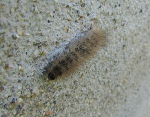 Phragmatobia fuliginosa